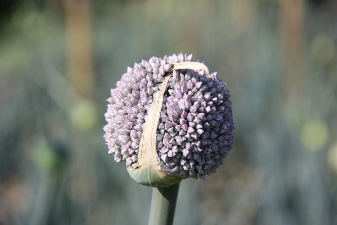 Vitale Rassen Mechelse blauwgroene prei zaden winterhard