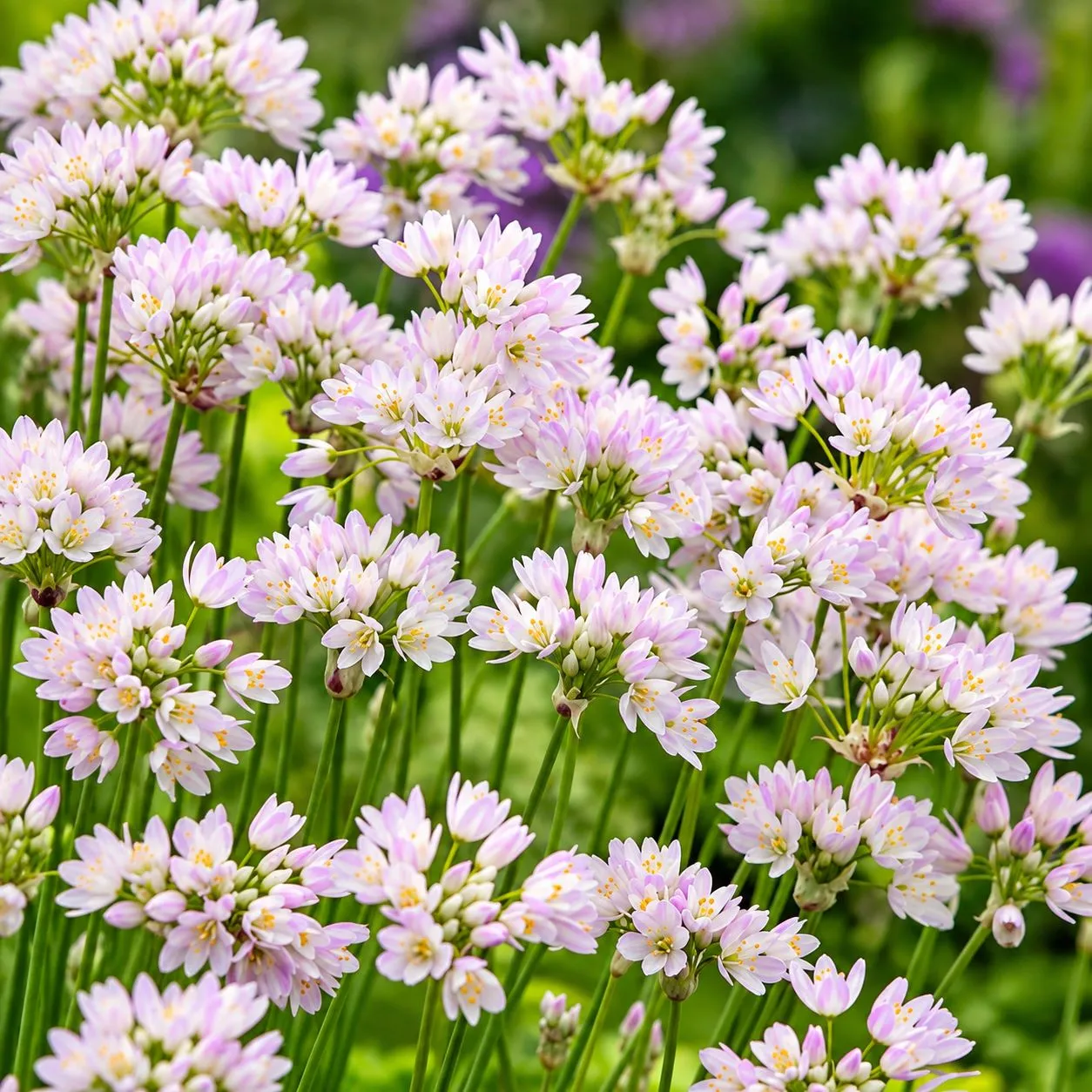 World Botanics Cottage Garden mix allium bloembollen 50 stuks