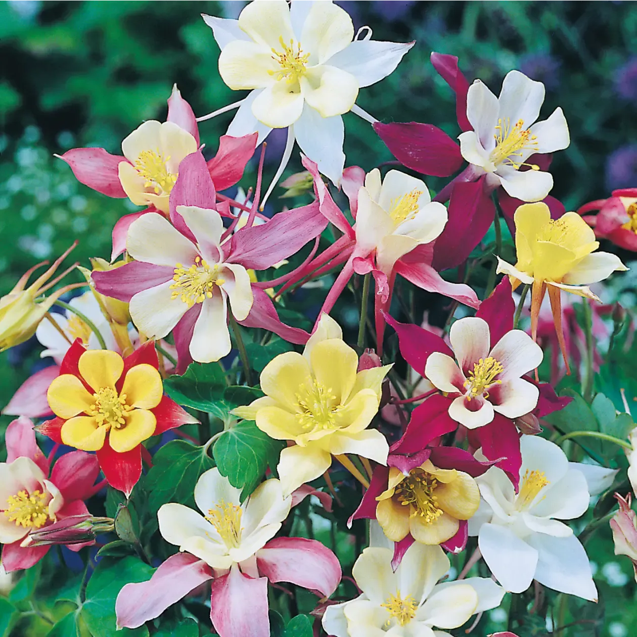 World Botanics Aquilegia Mckana Giant bloemzaden gemengd