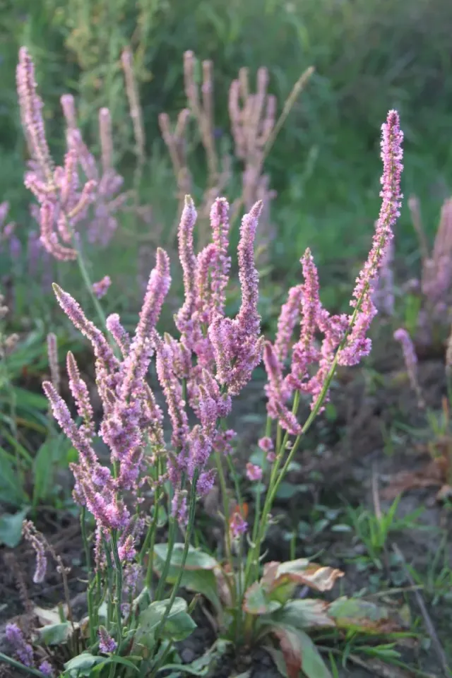 Vitale Rassen Staartstatice zaden droogbloem