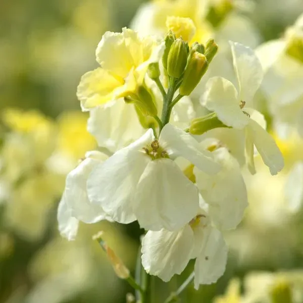 World Botanics Wallflower Ivory White muurbloem 10 blote wortel