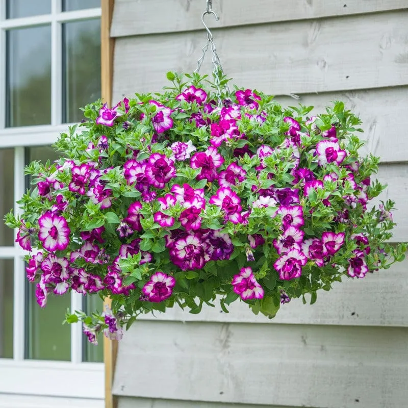 World Botanics Tumbelina Petunia Nicola hangplanten 5 gevuld roze