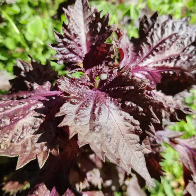 De Tuinen van MergenMetz Rode Perilla shiso zaden 0,3 gram