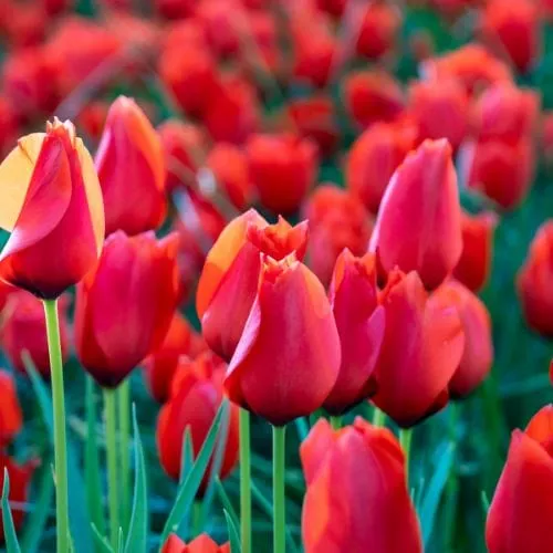 World Botanics Tulip Red Purissima bloembollen 15 stuks