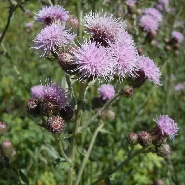 MediGran Cirsium arvense zaden akkerdistel inheems