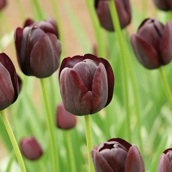 World Botanics Tulp Queen of the Night bollen 15 stuks