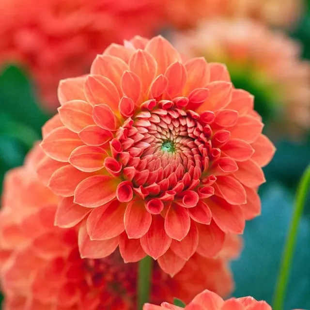 World Botanics Safe Shot dahlia knol 1 stuk oranje