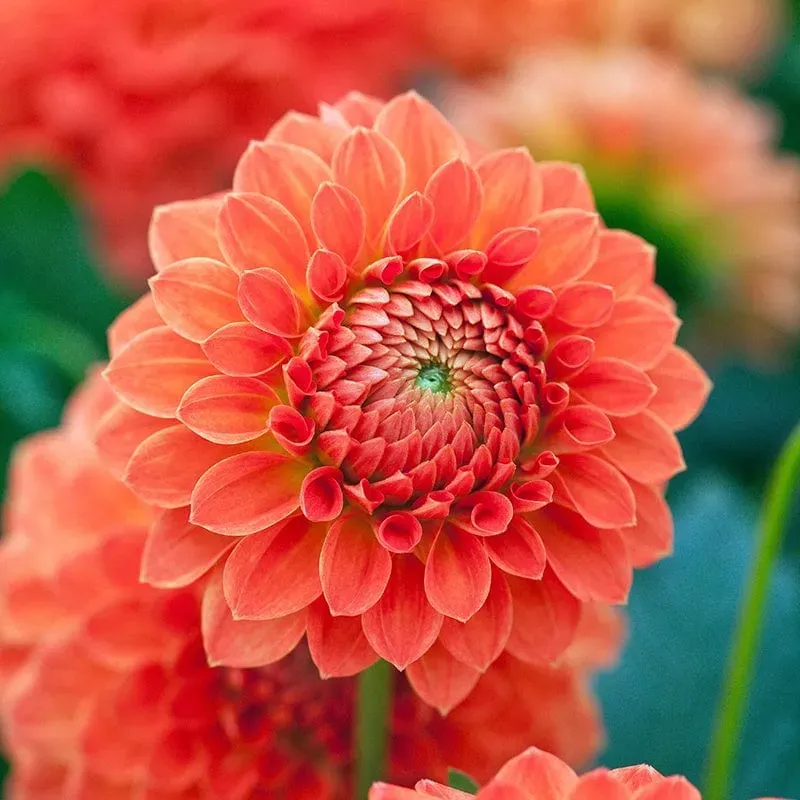 World Botanics Safe Shot dahlia knol 1 stuk oranje