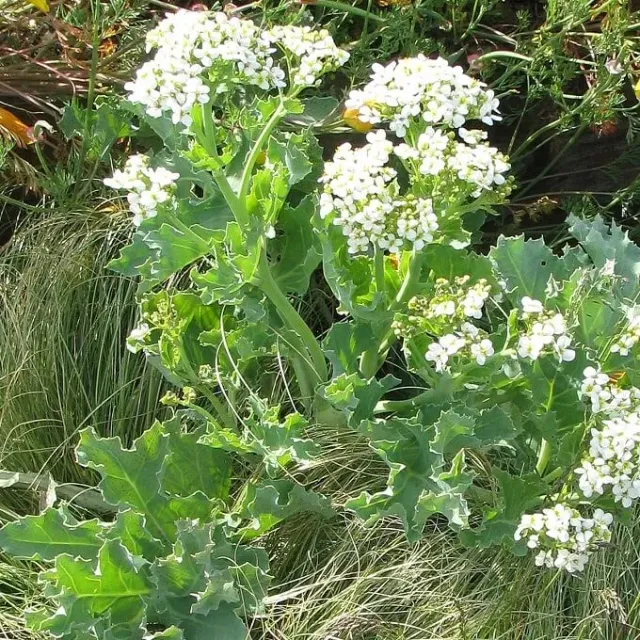 MediGran Crambe maritima Zeekool zaden meerjarig