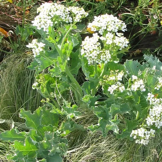 MediGran Crambe maritima Zeekool zaden meerjarig