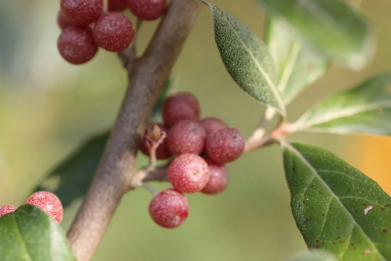 De Tuinen van MergenMetz Sweet n Tart schermolijfwilg plant C1,5