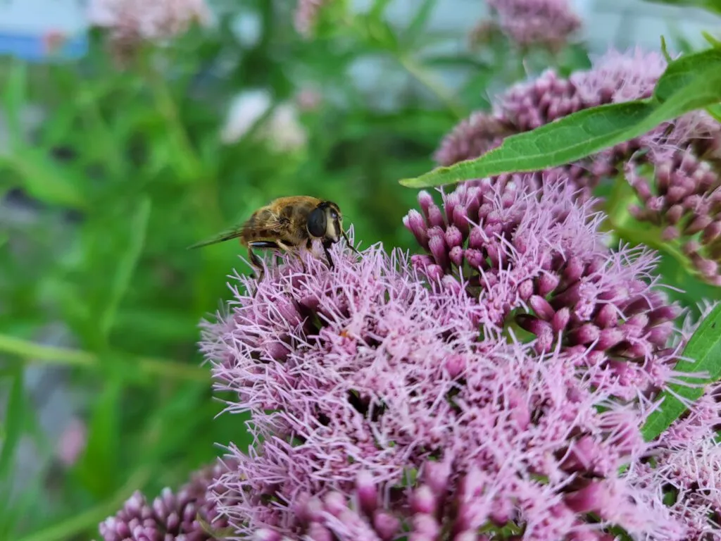 MediGran Eupatorium cannabinum koninginnenkruid zaden