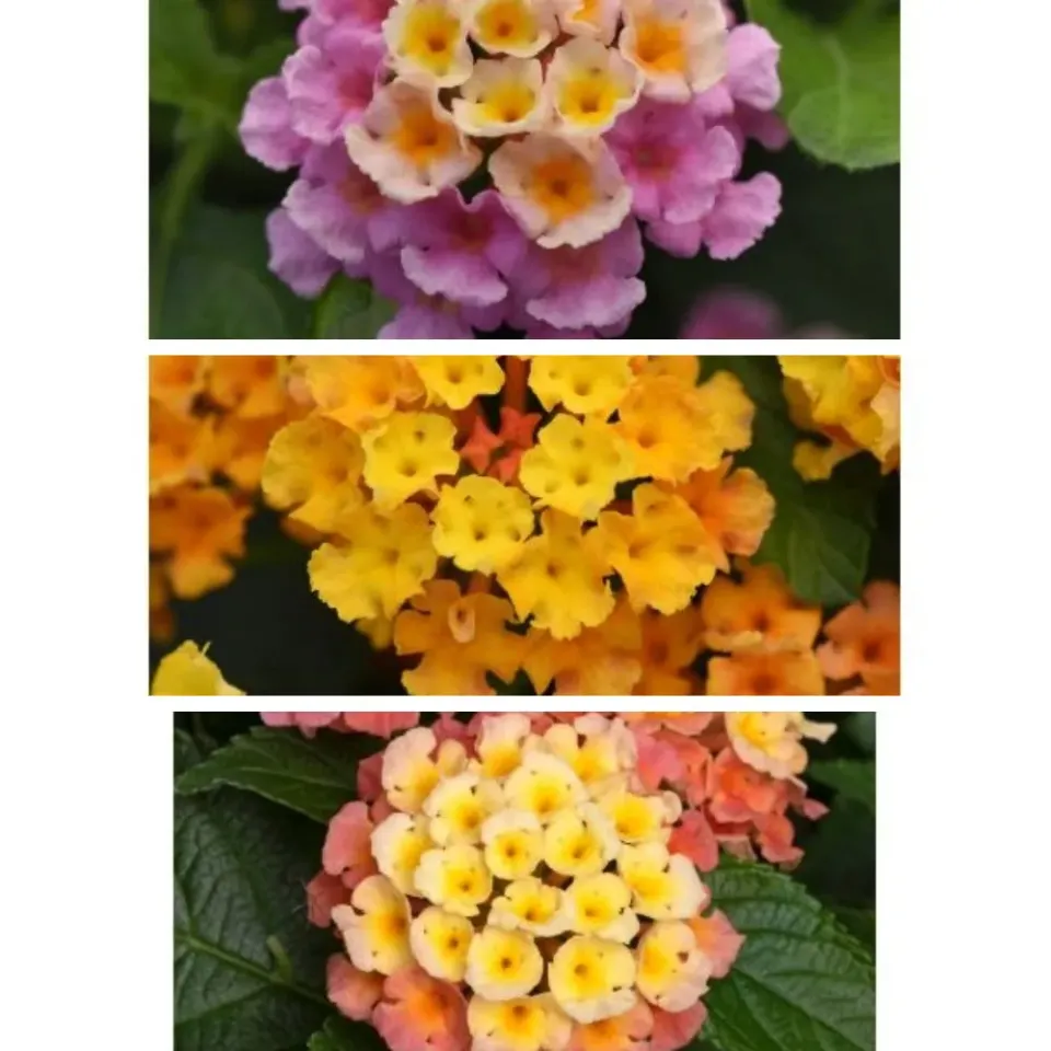 World Botanics Lantana Bloomify bloemplanten 15 stuks mix