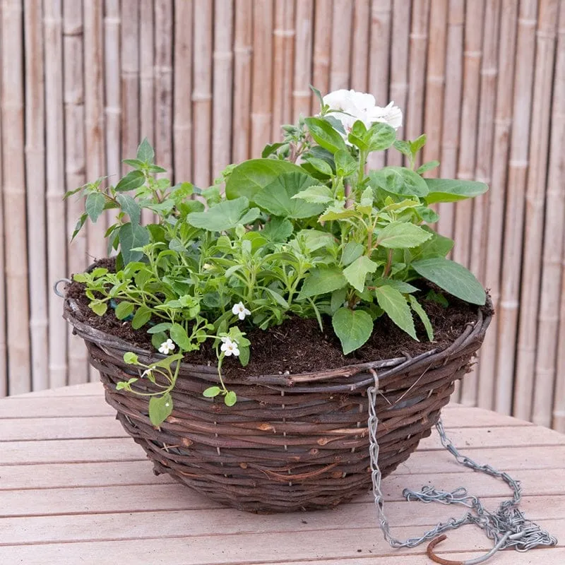 World Botanics Sophistication containermix kant-en-klaar 7 plant