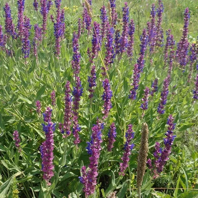 MediGran Salvia nemorosa Bossalie zaden onbespoten