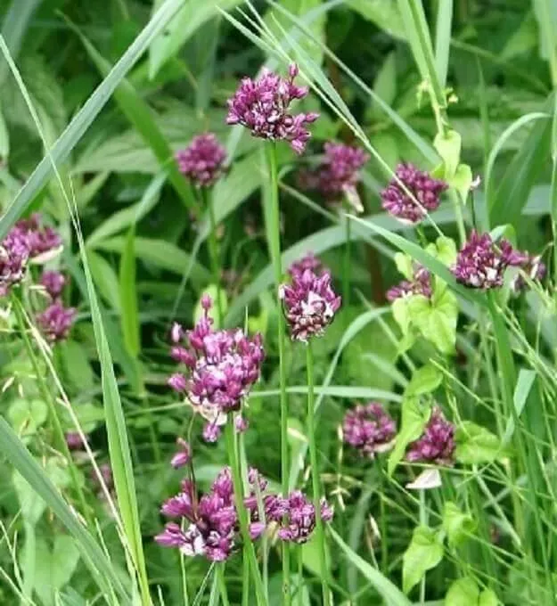 MediGran Allium scorodoprasum zaden slangenlook onbespoten