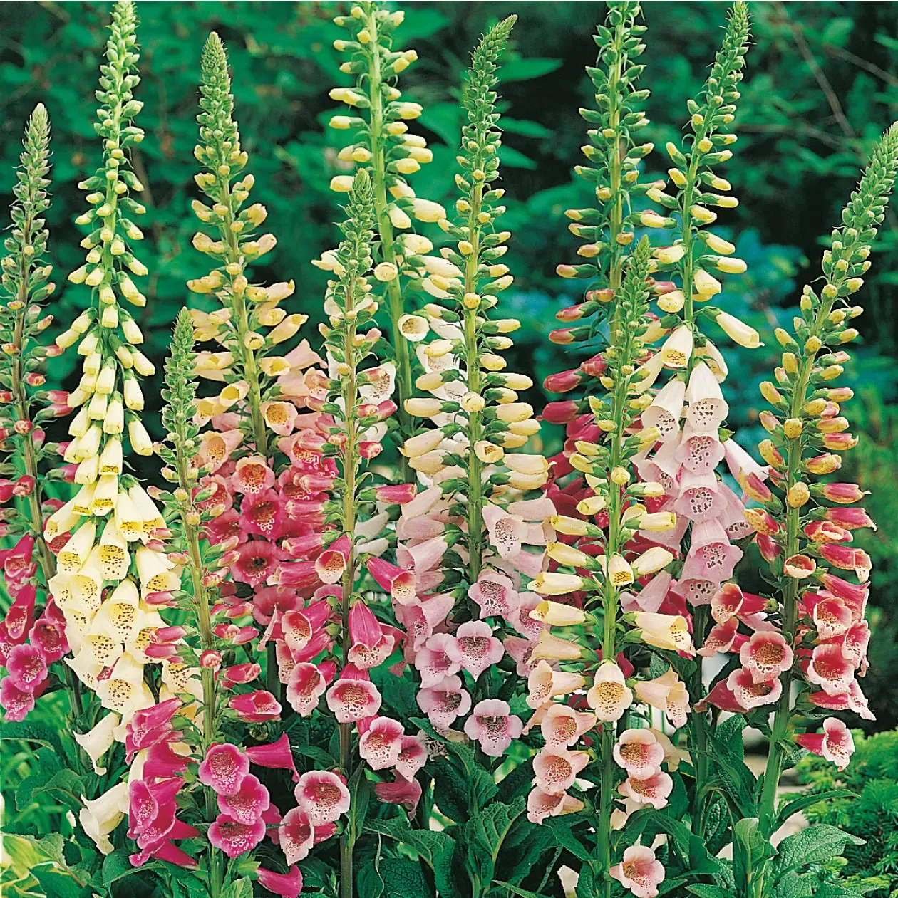 World Botanics Foxglove Excelsior Mixed zaden halfschaduw