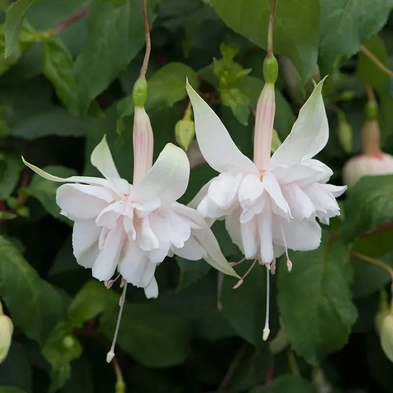 World Botanics Pink Marshmallow fuchsia 5 jonge planten roze