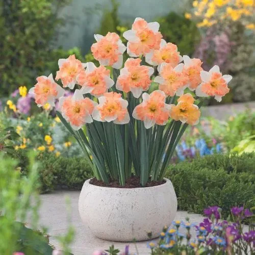 World Botanics Narcissus Mariner bloembollen 15 stuks crèmewit