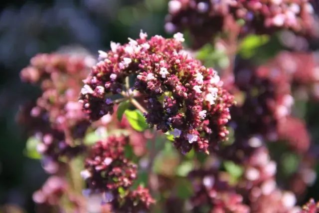 Vitale Rassen oregano zaden onbespoten vaste plant