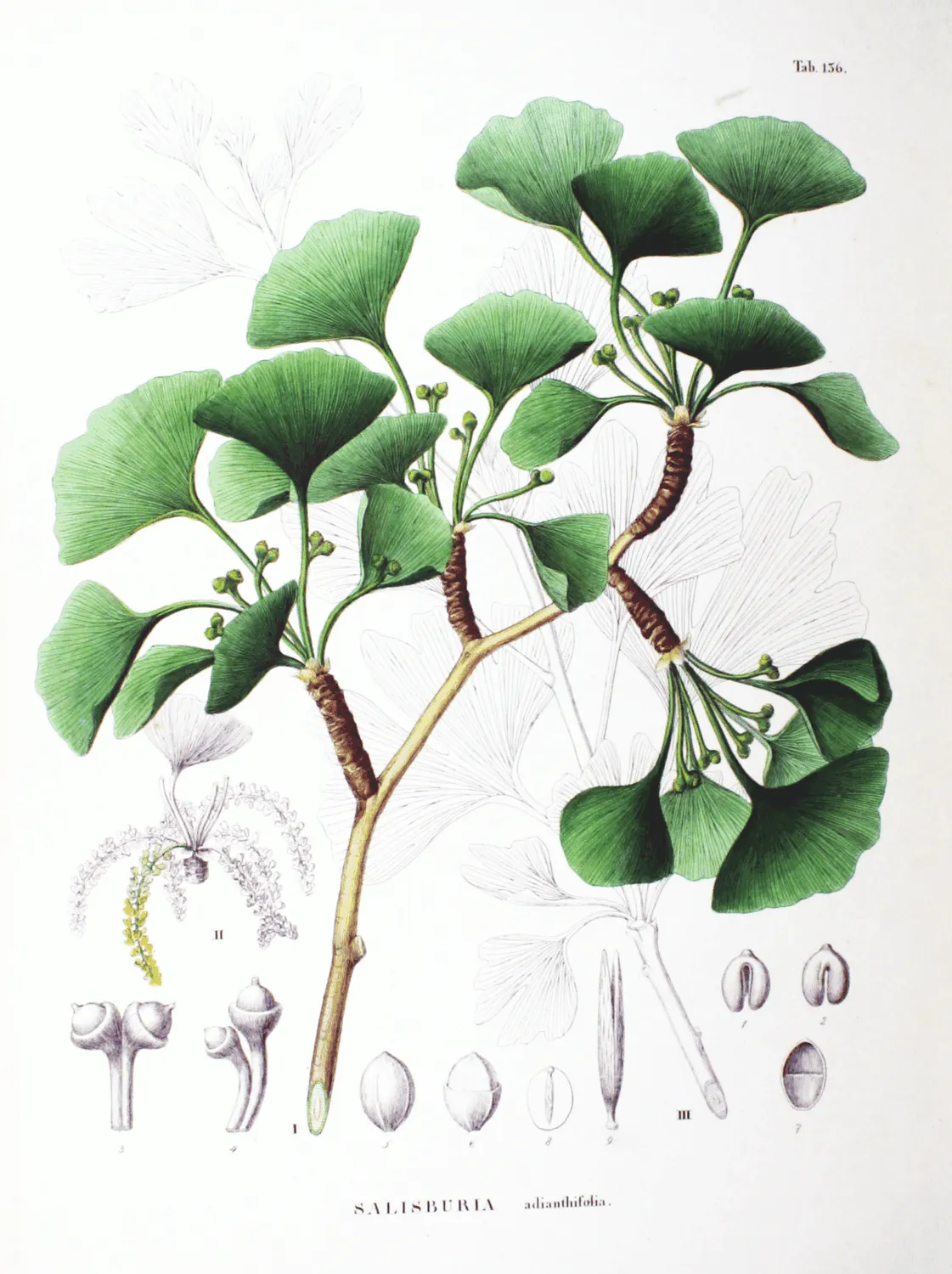 De Tuinen van MergenMetz Ginkgo Kabouter boom 5 liter compact