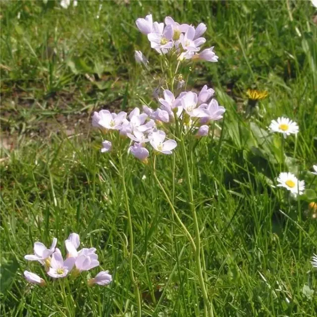 MediGran Pinksterbloem Cardamine pratensis zaden onbespoten