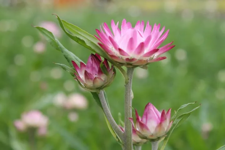 Vitale Rassen Strobloem mix bloemzaden onbespoten