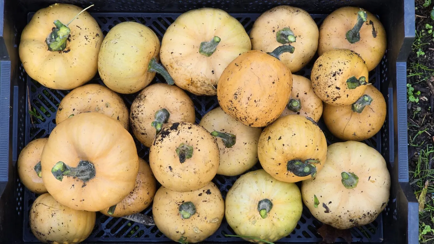 De Tuinen van MergenMetz Muskaatpompoen Anvers zaden 10 stuks zoet
