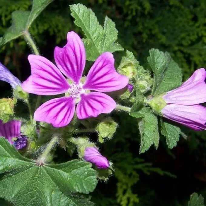 MediGran Malva sylvestris groot kaasjeskruid zaden onbespoten