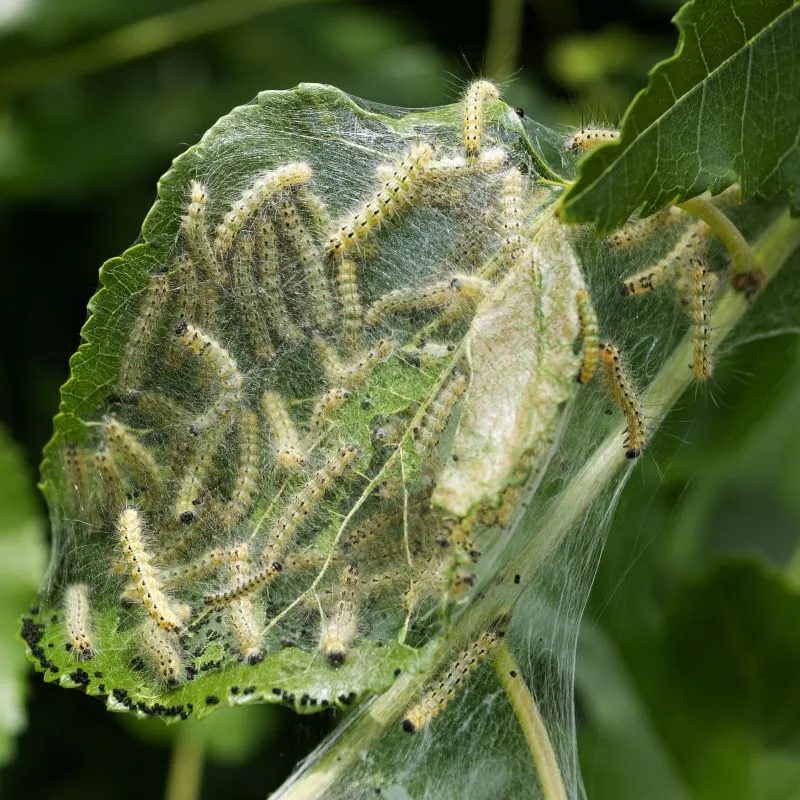 Steinernema aaltjes tegen fruitmot 60 m2 bomen