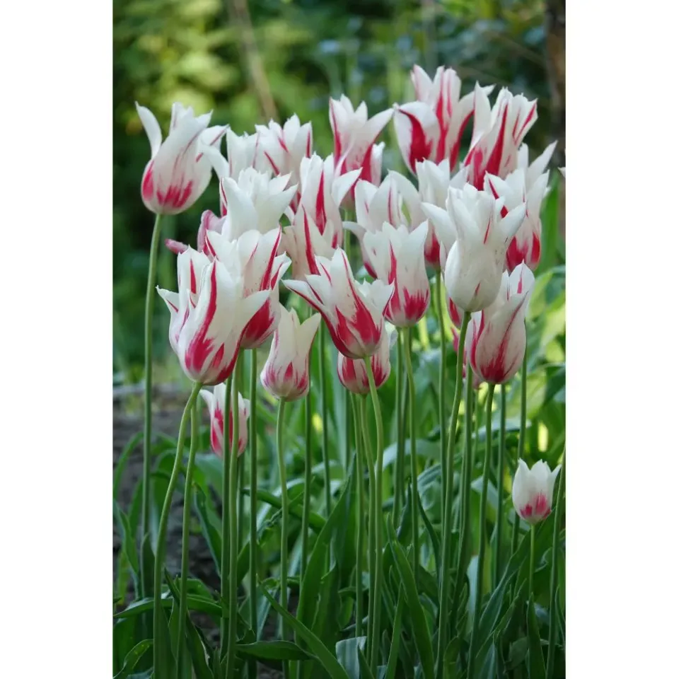 World Botanics Marilyn tulpenbollen 15 stuks wit-rood