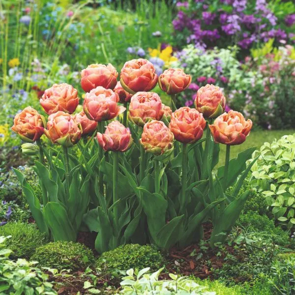 World Botanics Copper Image tulpenbollen 15 stuks oranje