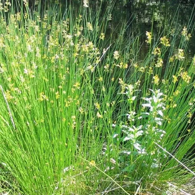 MediGran Juncus effusus zaden pitrus onbespoten