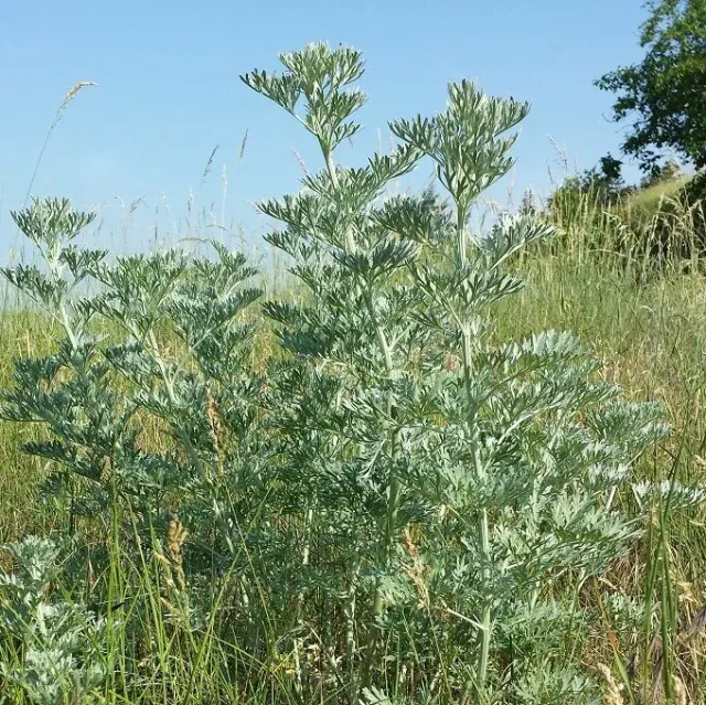 MediGran Artemisia absinthium Absintalsem zaden onbespoten