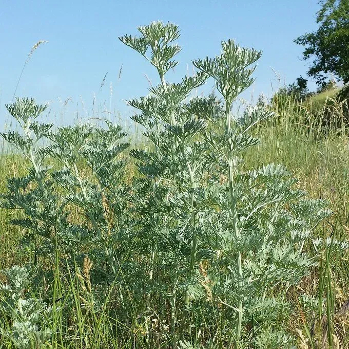 MediGran Artemisia absinthium Absintalsem zaden onbespoten
