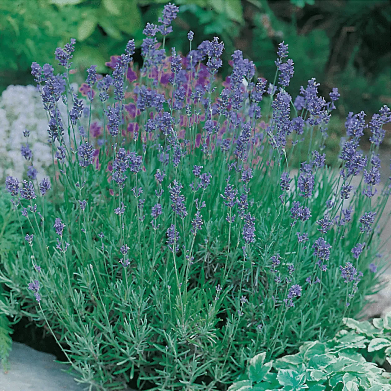 World Botanics Lavender Munstead zaden paars