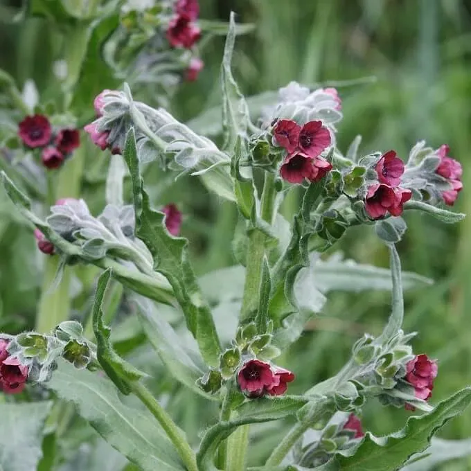 MediGran Cynoglossum veldhondstong zaden onbespoten inheems