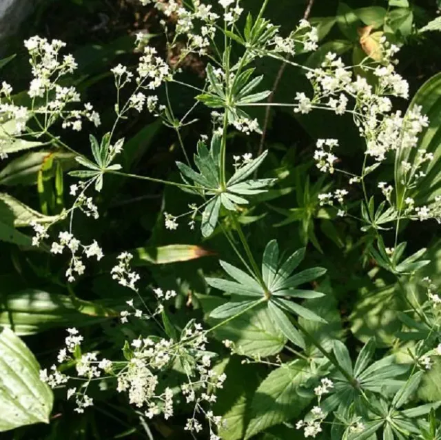 MediGran Galium sylvaticum Boswalstro zaden schaduw
