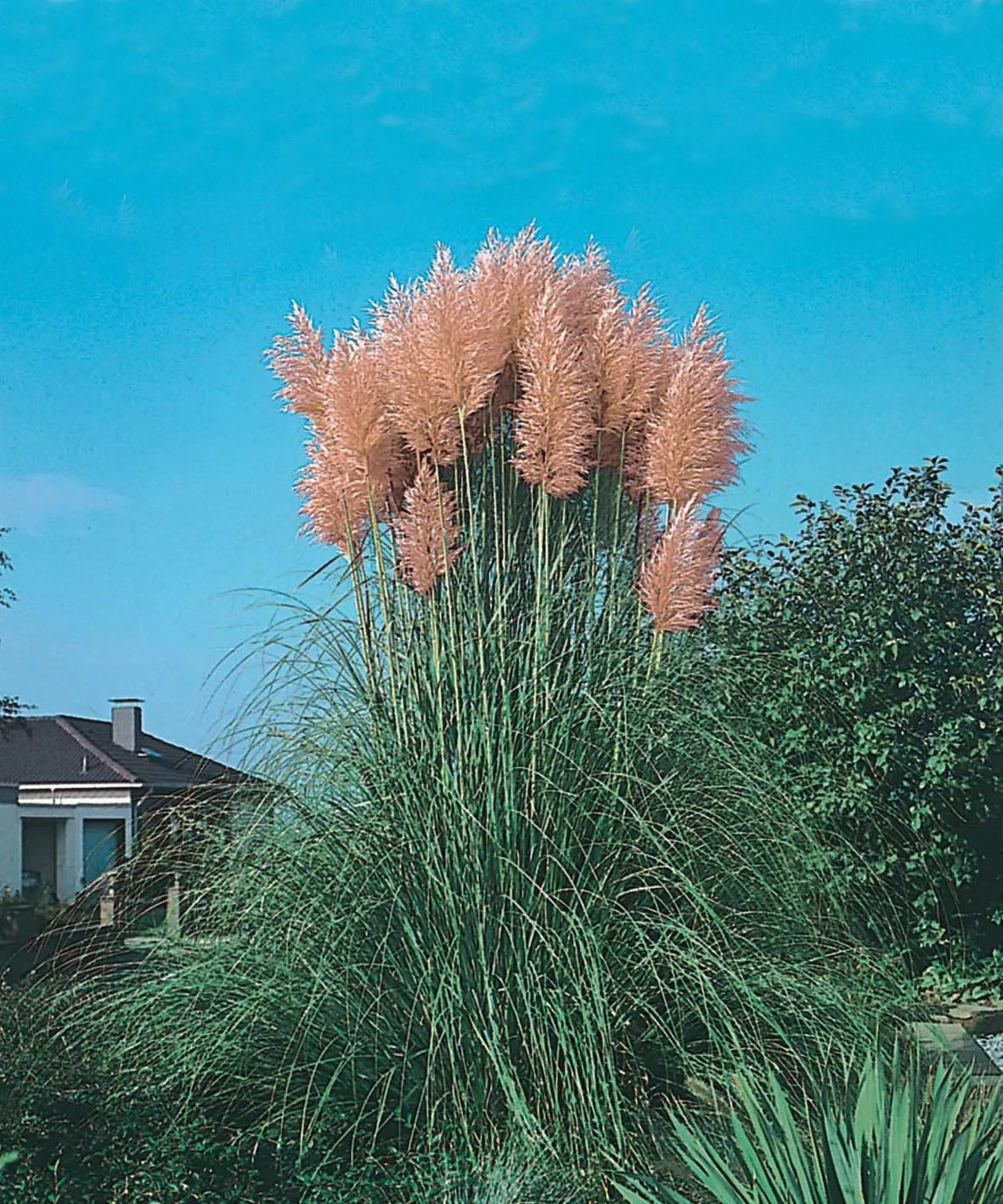 World Botanics Pink Pampas pampasgras zaden roze hoog