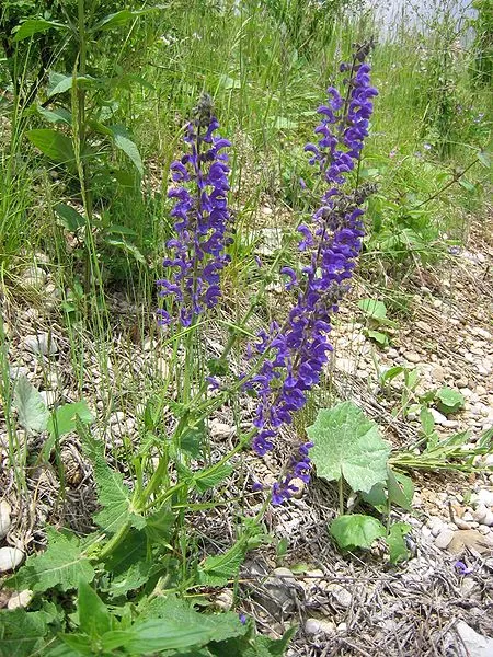 MediGran Salvia pratensis zaden veldsalie inheems