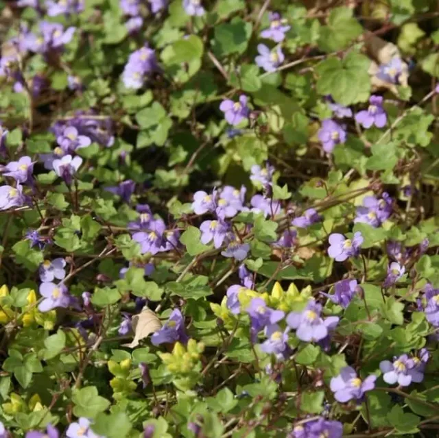 MediGran Muurleeuwenbek Cymbalaria muralis zaden