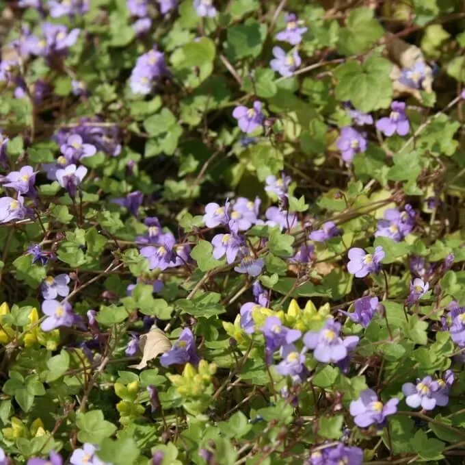 MediGran Muurleeuwenbek Cymbalaria muralis zaden
