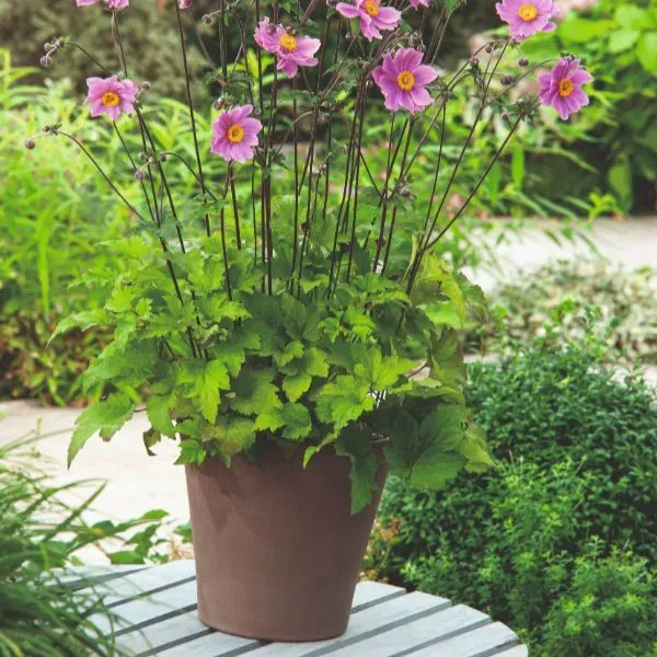 World Botanics Anemone Serenade herfstplant 9cm