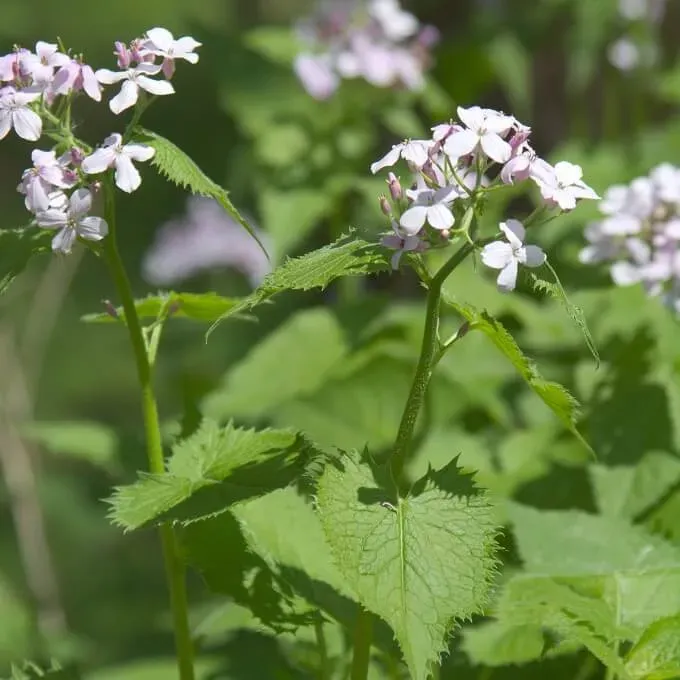 MediGran Wilde judaspenning Lunaria rediviva zaden halfschaduw