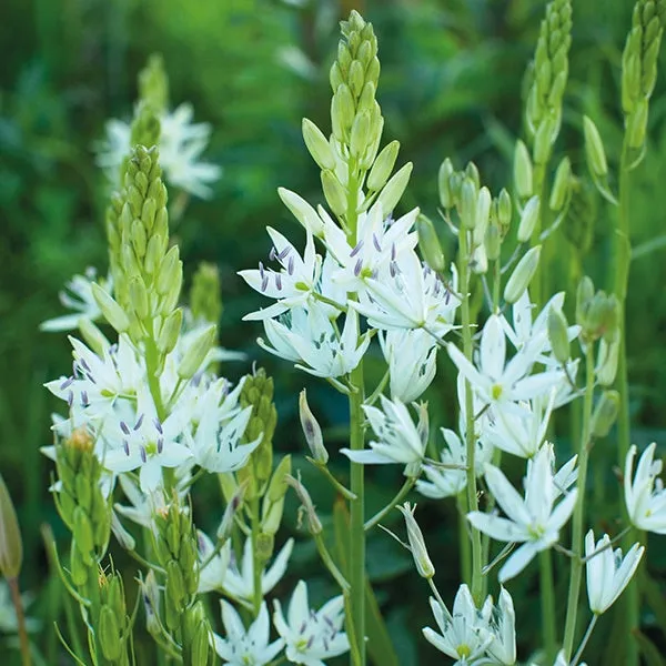 World Botanics Camassia bloembollen wit blauw 20 stuks
