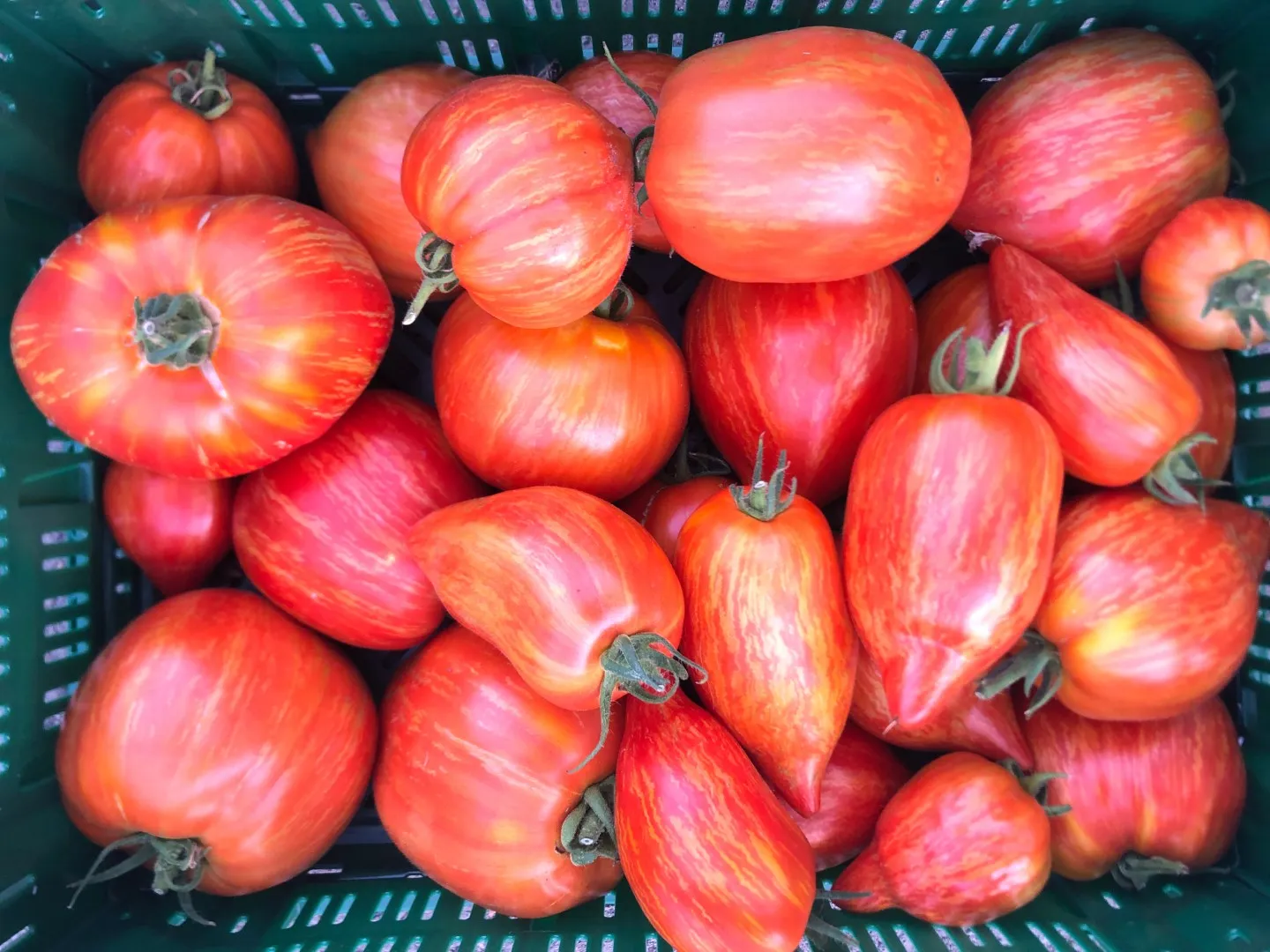 Vitale Rassen Romatomaat Striée tomatenzaden onbespoten