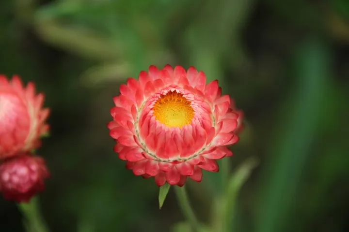 Vitale Rassen Apricot Peach strobloem zaden droogbloem