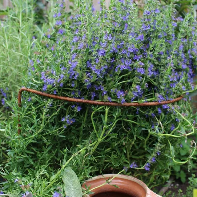 World Botanics Border plantensteun roest 5 stuks 51 cm