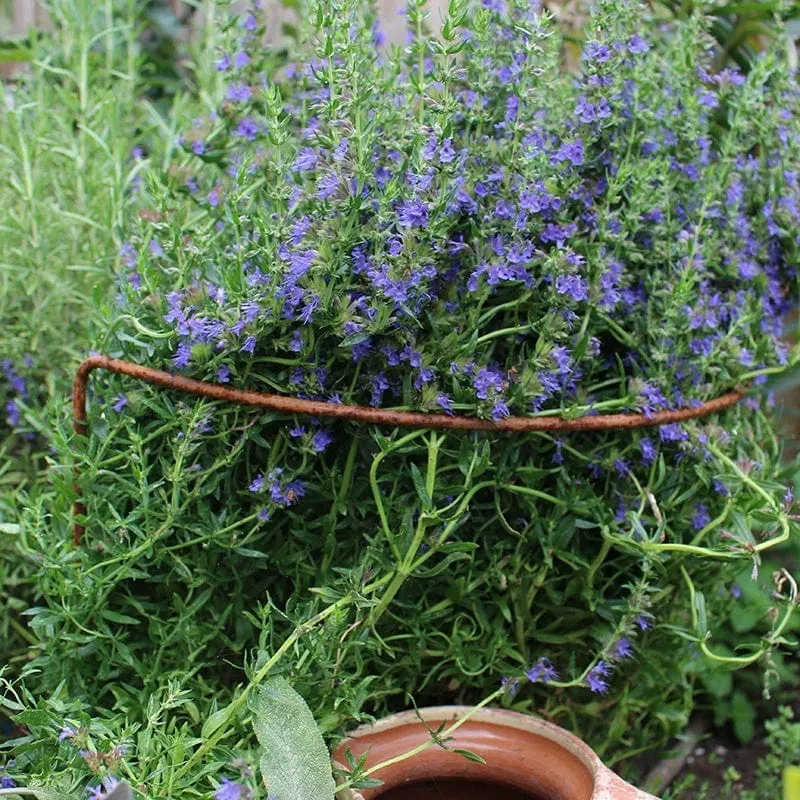 World Botanics Border plantensteun roest 5 stuks 51 cm