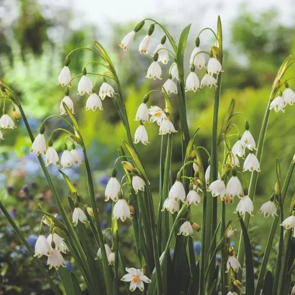 World Botanics Gravetye Giant lenteklokje bloembollen 10 stuks